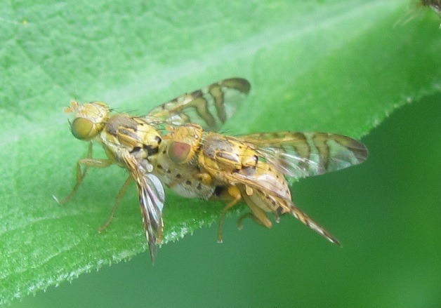 Accoppiamento di Chaetostomella cylindrica (Tephritidae)?